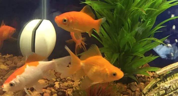 GoldFish Change Color Due To Surrounding Environment