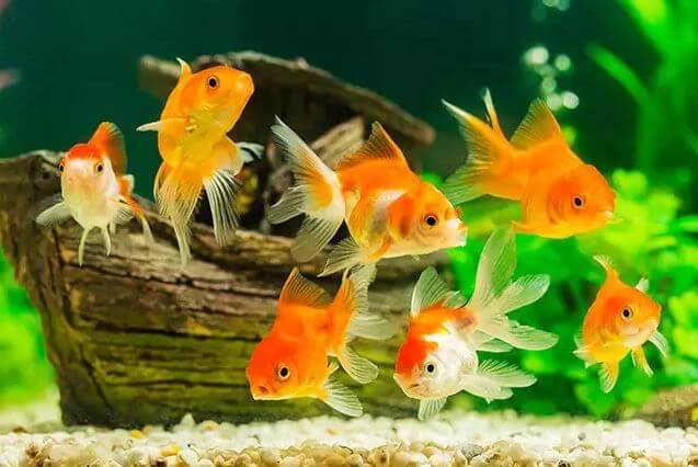 Goldfish Become White Due To Old Age