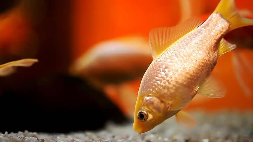 Goldfish Turning White Due To Loneliness