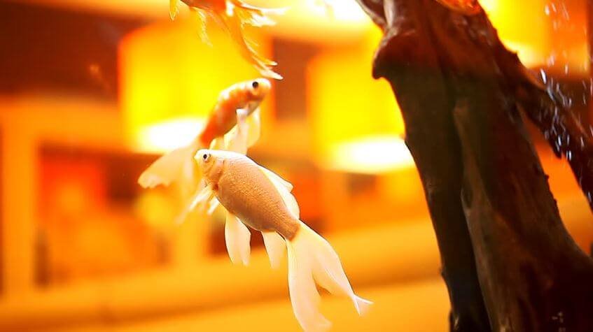 goldfish aquarium sunlight