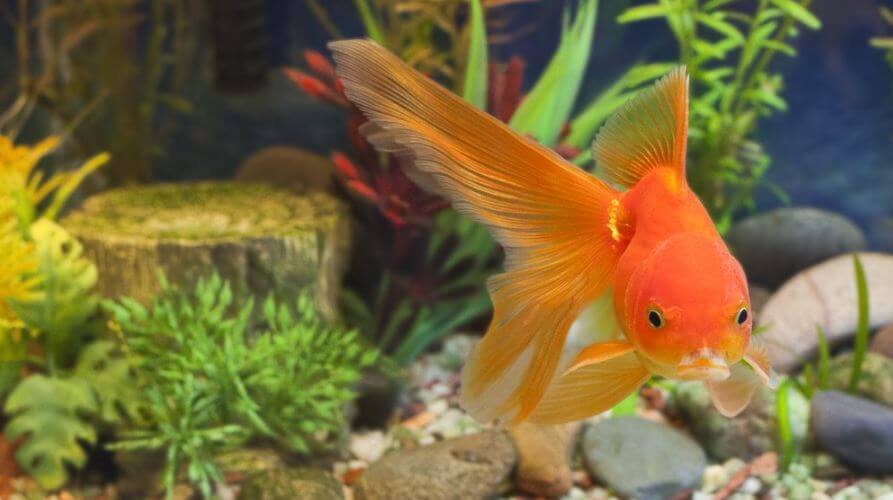 Goldfish Lost Color Cause Of Sickness