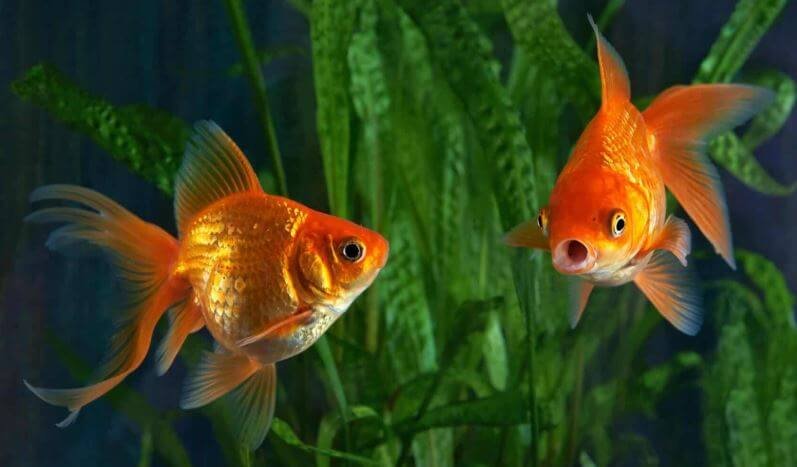 Importance Of Goldfish Color