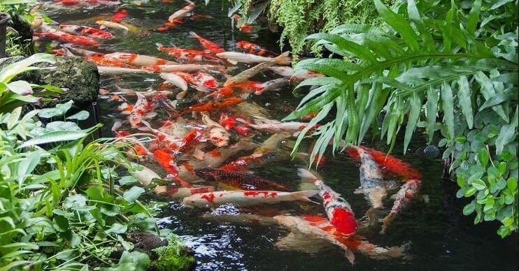 Lettuce And Other Green Leaves - koi feeding