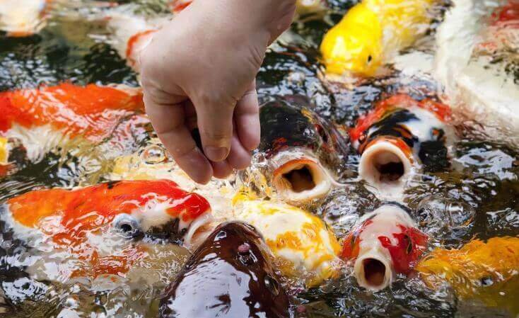 Sea Food - what do koi eat