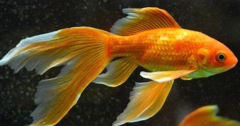 Why Is My Goldfish Turning White? [Reasons]
