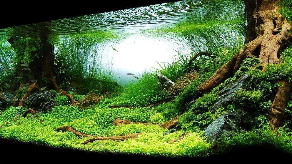 How To Raise pH In Aquarium? [Methods to increase pH Of Fish Tank]