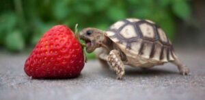 10 Best Turtle Food Reviewed [Buyers Guide]