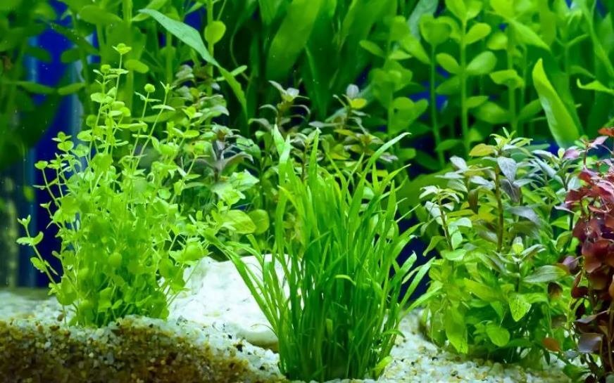 Best Plants For Betta Fish (Natural)