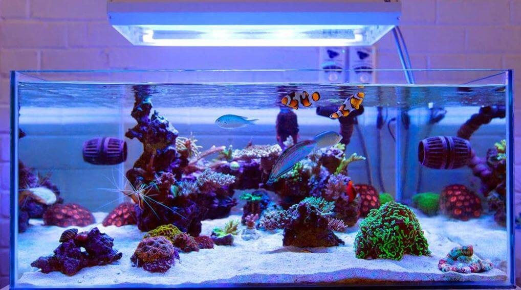 Best Nano Reef Tanks - Top 10 Picks Of 2021