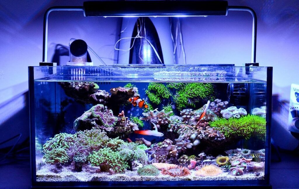 10 Best Nano Reef Tanks Reviewed [Buyers Guide - 2022]