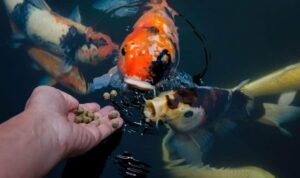 10 Best Koi Foods – Ultimate Koi Food Guide