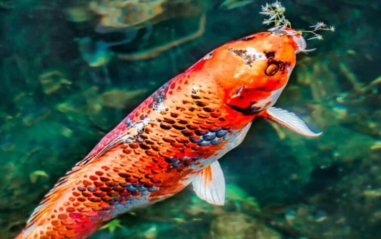 Koi Food Specifications 768x481 