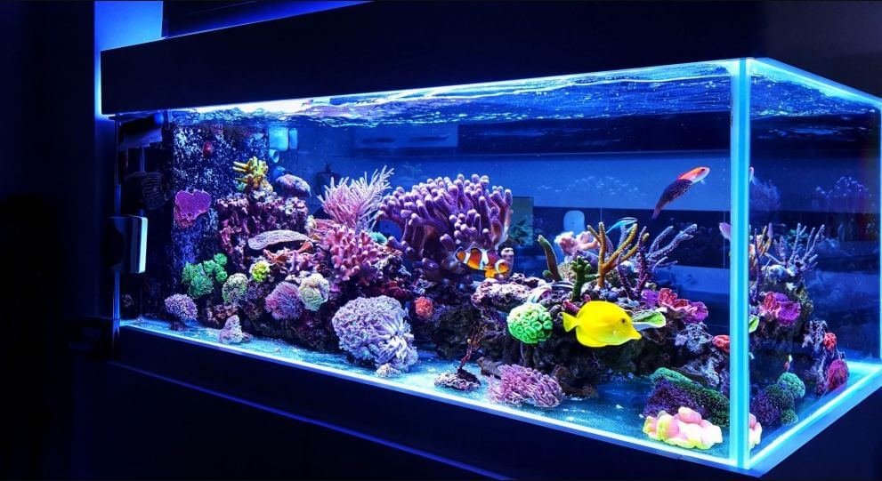 10 Best LED Lighting For Reef Tanks
