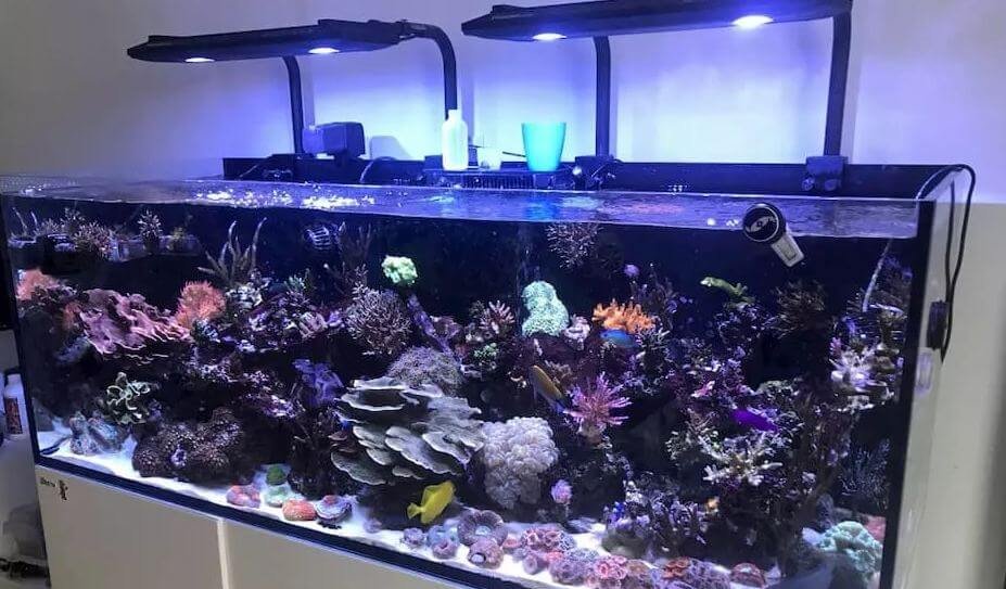 best lighting for reef tank