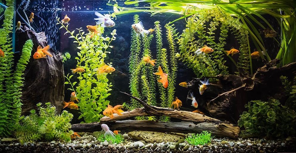 08 Best Filters For Goldfish Tanks [Compared & Reviewed – 2022]