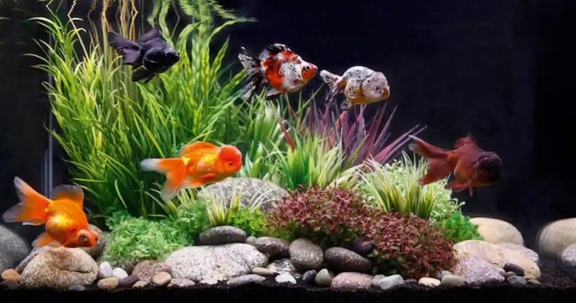 best goldfish filters - specifications