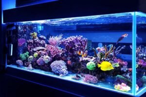 How Long Should Aquarium Lights Be On?