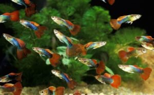 Ultimate List Of The 10 Best Guppy Foods | Your Aquarium Guide