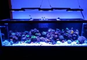 How To Hang Aquarium Lights? [All Methods Added]