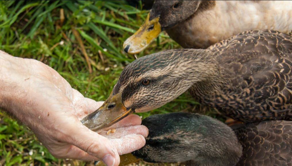 Best Duck Foods