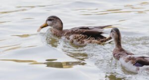 What Do Ducks Eat In A Pond? – A Comprehensive Guide For Your Knowledge