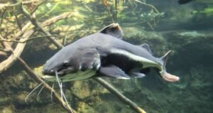 What Do Catfish Eat In A Pond? 05 Best Catfish Foods