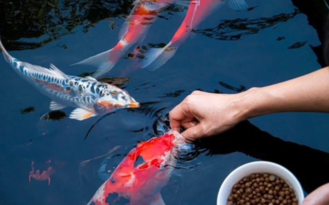 14 Best Pond Fish Foods Compared | Your Aquarium Guide