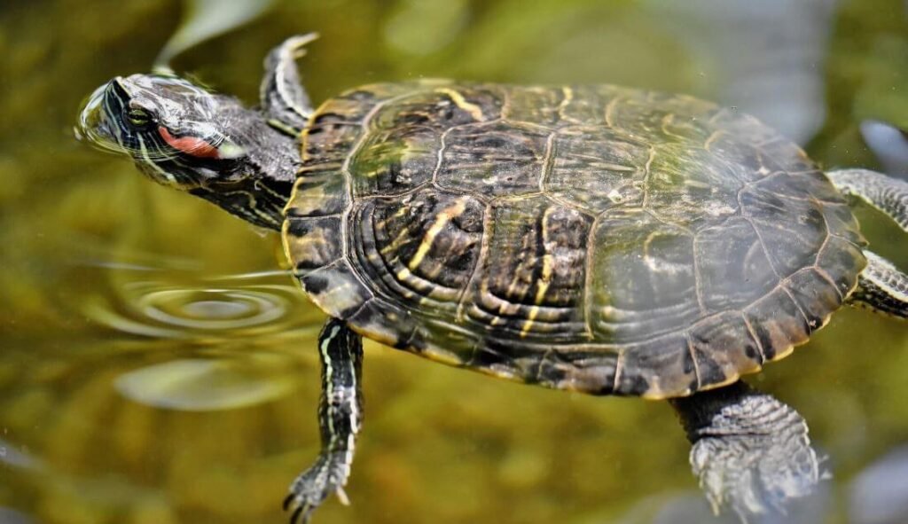 what-do-pond-turtles-eat-pond-turtles-feeding-guide