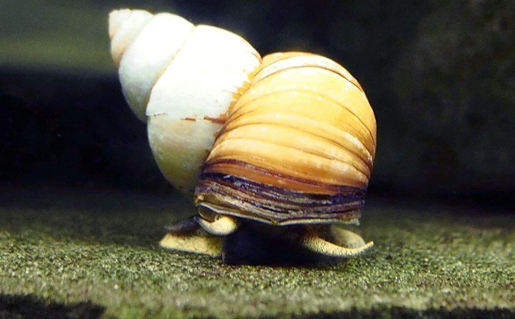 10. Black Japanese Trapdoor Pond Snails