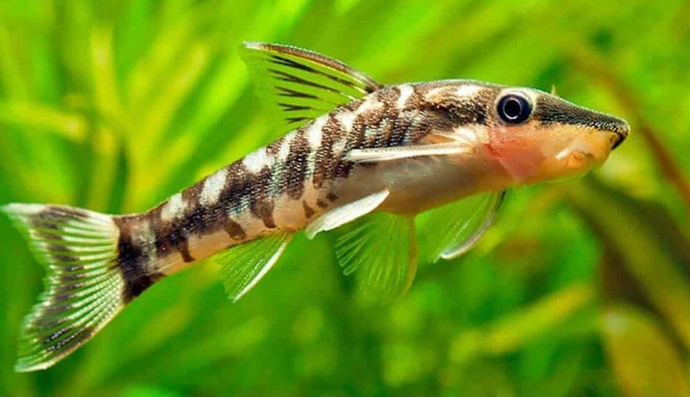 7. Otocinclus Catfish