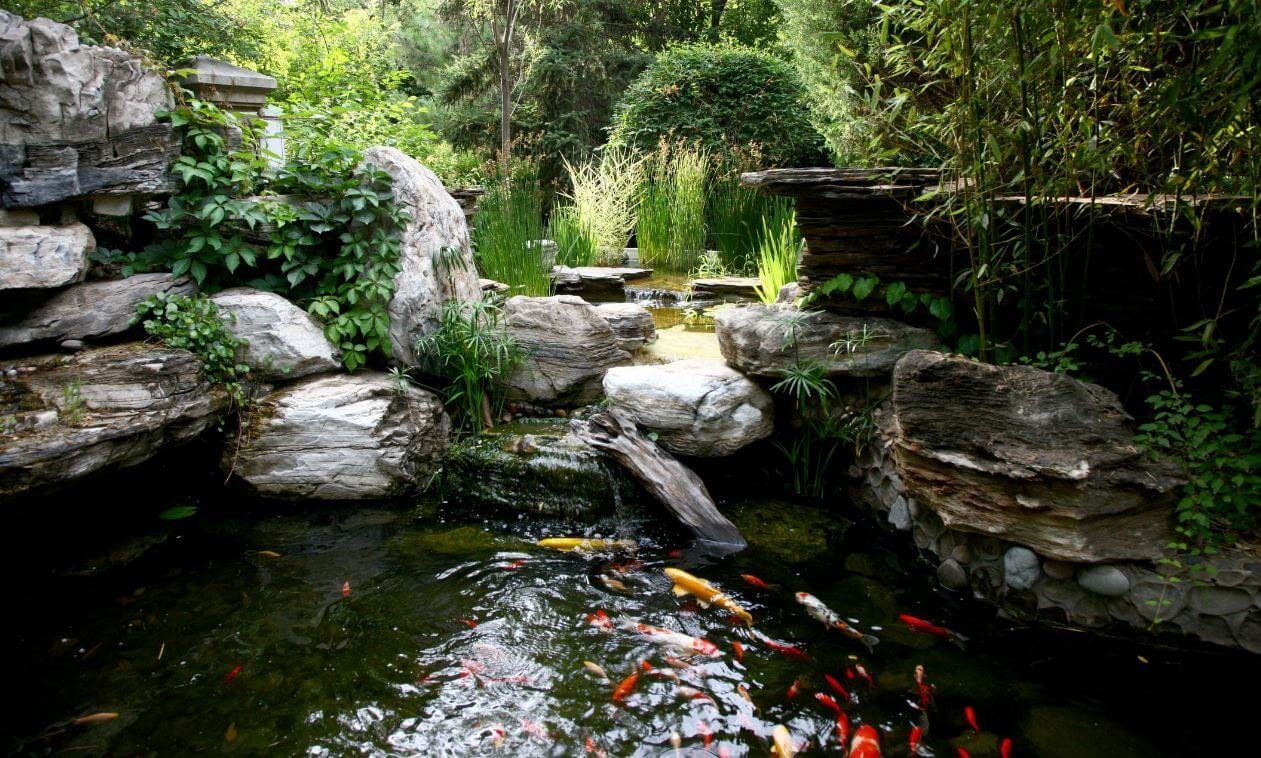 Best Pond Cleaning Fishes You Should Know Of