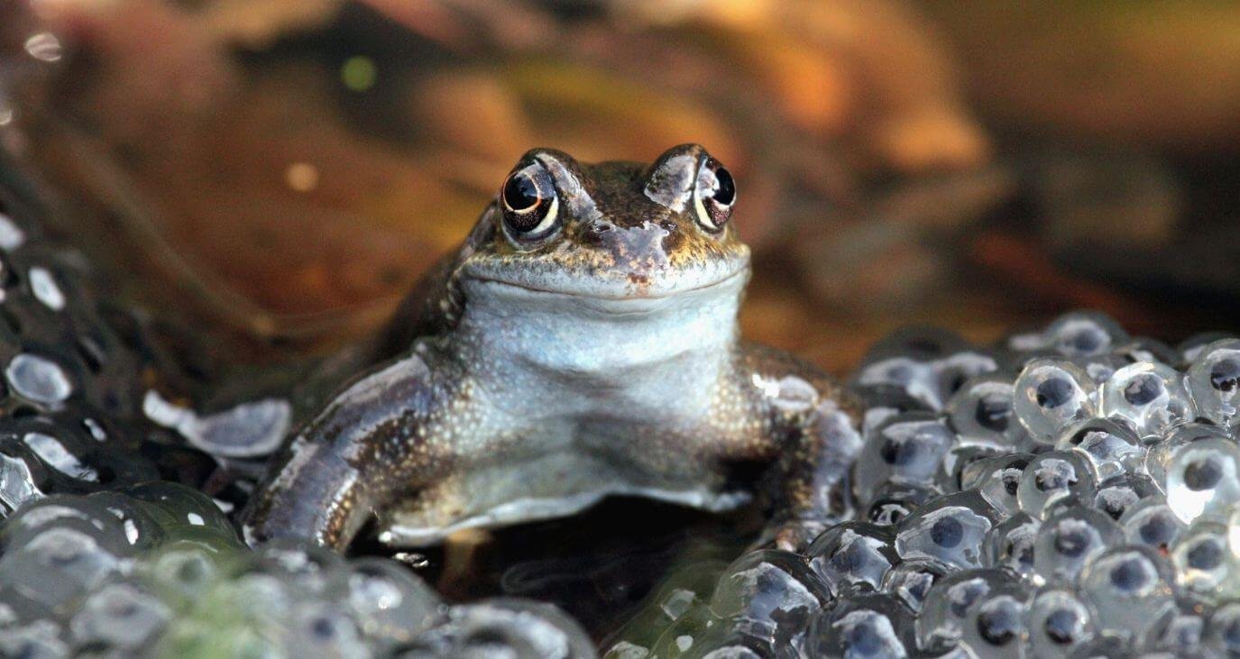 What Do Pond Frogs Eat | A Complete Feed Guide